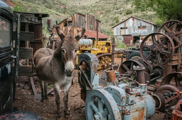 Jerome Arizona Ghost Town burro Imagen de stock