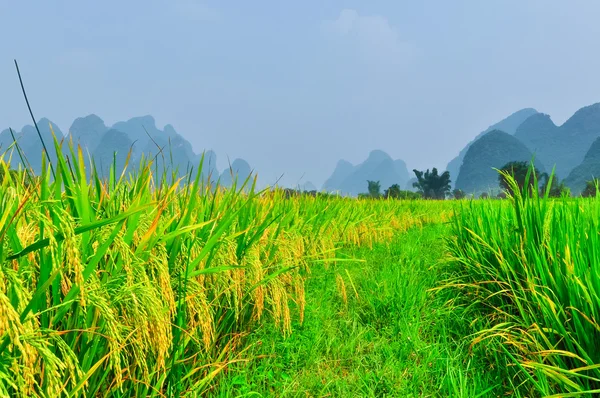 Li river mountain rice landscape in Yangshuo Guilin — Stock Photo, Image