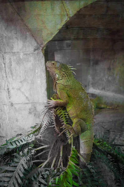 Grüne große cameleon in kroatien europa — Stockfoto