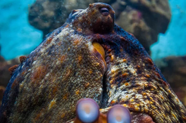 Portrét chobotnice pod vodou. — Stock fotografie