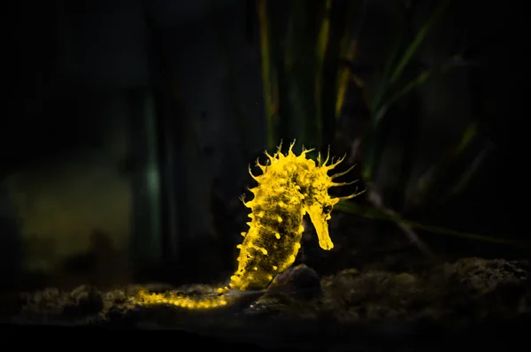 Žlutá zářící mořský koník (Hippocampus) plavání na černém pozadí. — Stock fotografie