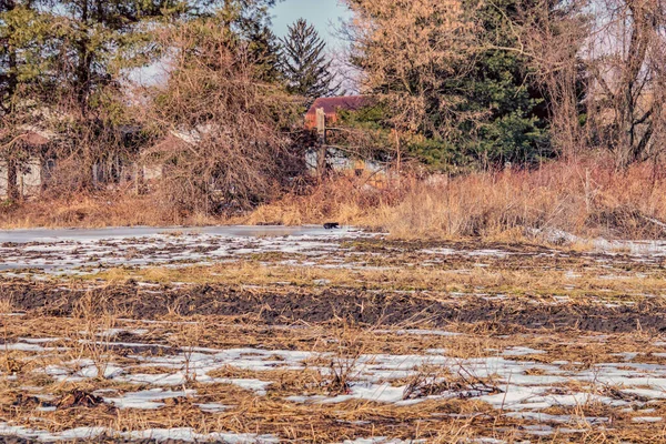 Frozen Field Snow Ice Southern Ontario Back Cat Carefully Crosses — Stock Photo, Image