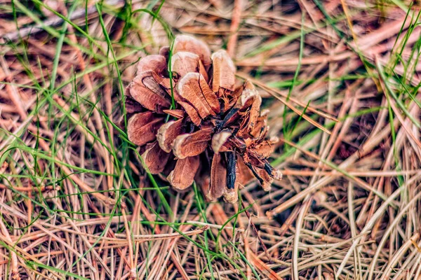 Pine Cones Fallen Trees Dead Grass Ground Spring Months Ontario — Stock Photo, Image