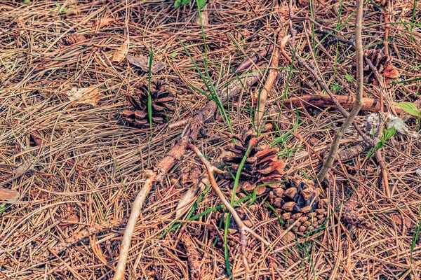 Ontario Kanada 'da bahar aylarında ağaçlarından yere düşen çam kozalakları..