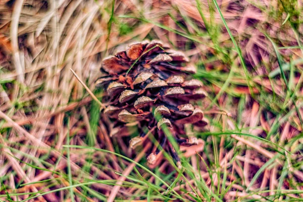 Pine Cones Fallen Trees Dead Grass Ground Spring Months Ontario — Stock Photo, Image