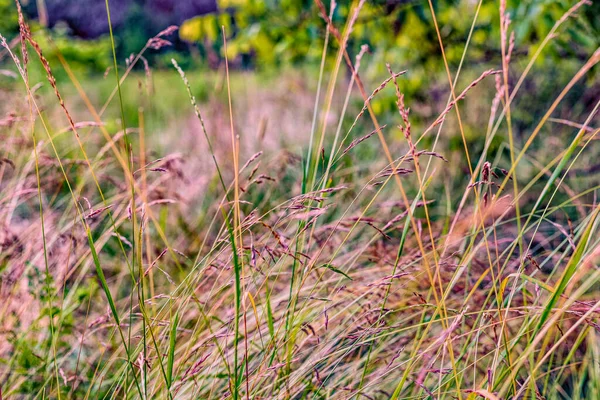 Wild Wheat Long Grass Turned Brown Late Months Canadian Summer — Stock Photo, Image