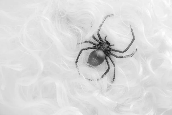 2021 Yılı Büyük Siyah Örümceğin Yumuşak Kıllı Pastel Beyaz Kürkte — Stok fotoğraf