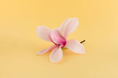 Pastel sarı arka planda izole edilmiş tropikal manolya ağacının pembe kokulu çiçeği. Yaratıcı bahar dekoratif çiçek deseni. Hediye kartı, davetiye ya da tebrik kartı. Doğanın çiçek açma konsepti.