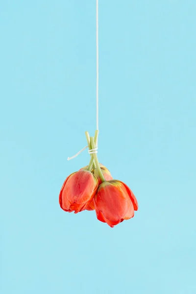Jaskrawo Czerwone Kwiaty Tulipana Zawieszone Linie Odizolowanym Pastelowym Niebieskim Tle — Zdjęcie stockowe