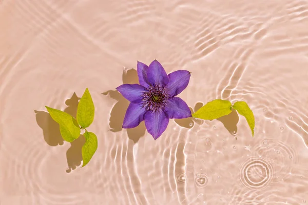 Sunlit Green Leaves Purple Clematis Flower Full Bloom Floating Water — Zdjęcie stockowe