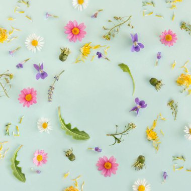 Asgari dekoratif çok renkli bahar ya da vahşi kozmetik bitkilerden oluşan kır çiçekleri dairesel kopyalama alanı olan izole edilmiş pastel yeşil arka planda. Doğal cilt bakımı malzemeleri. Çiçek düzlüğü. Çiçek açan doku.