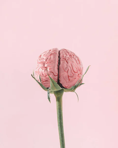 Rose stem and human brain on isolated pastel coral-pink background. Abstract scary idea of card for Halloween or Santa Muerte. Surrealistic concept of healthy brain, education, intellectual progress or brain development.