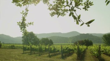 güzel manzara dağlar güneşli bir bağ. kamera kaydırıcısını kullanarak hareket.