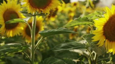 Kız alan ayçiçeği güneşli bir günde dokunuyor.