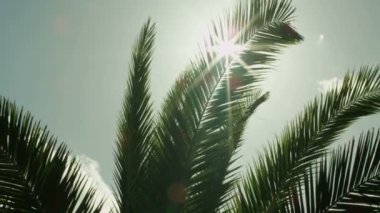 mercek parlaması palmiye ağacı yaprakları, günbatımı zamanı üzerinden