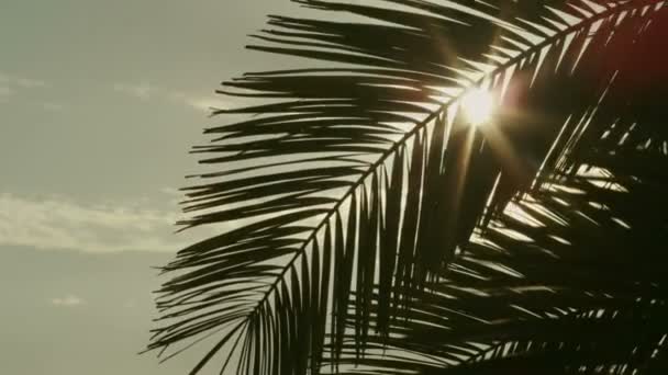 La lente brilla a través de hojas de palmera al atardecer . — Vídeo de stock