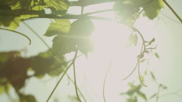Lente llamarada a través de hojas de uva . — Vídeo de stock