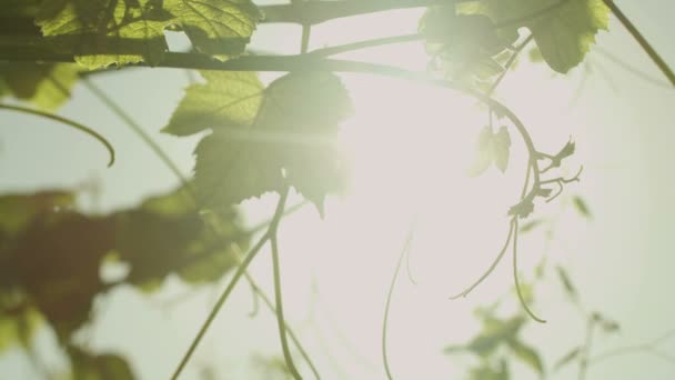 Lens Flare through Grape Leaves. — Stok Video