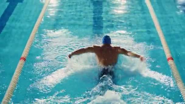 Nadador masculino na piscina — Vídeo de Stock