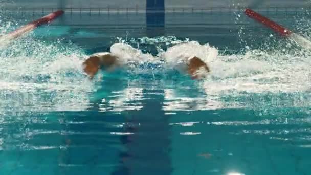 Nadador masculino na piscina — Vídeo de Stock