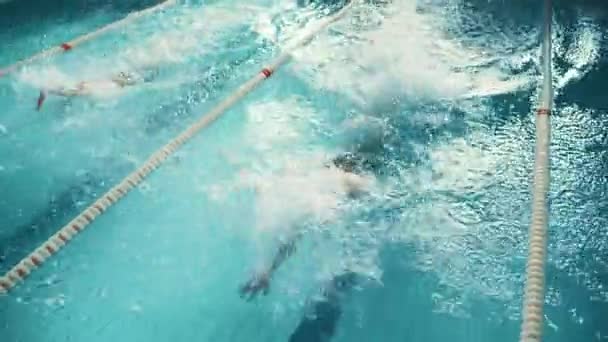 Zwei Schwimmer messen sich im Schwimmbad — Stockvideo