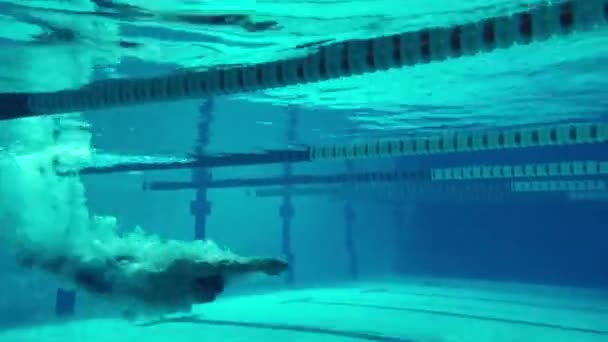 Nuotatore subacqueo in piscina — Video Stock