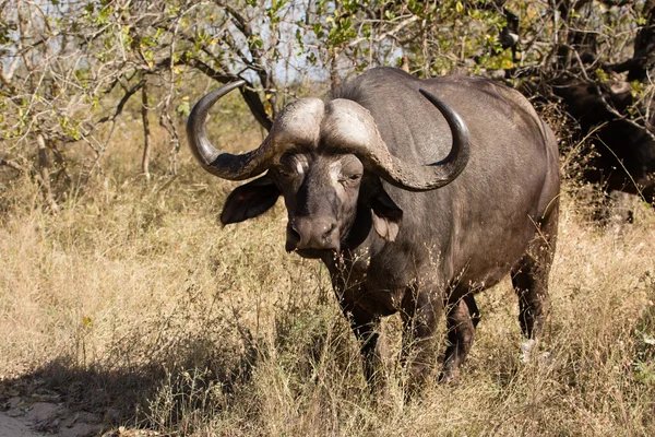Buvol africký býk — Stock fotografie