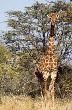 zürafa - zürafa zürafa