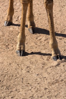 zürafa - zürafa zürafa