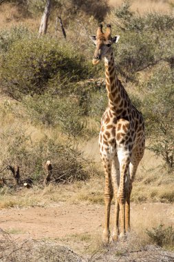 zürafa - zürafa zürafa