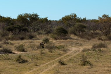Afrcian bushveld landscape clipart