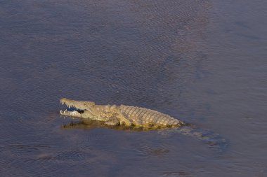 Nil timsahı - crocodylus niloticus