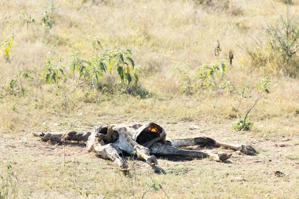 Dead girafe carcas lying in a grass land — Stock Photo, Image