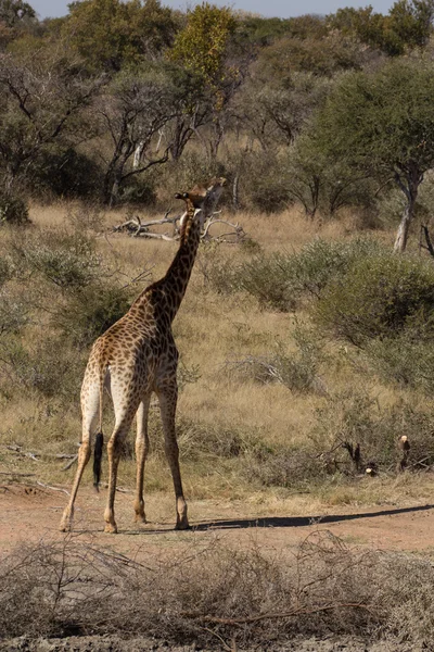 Girafe - camelopardalis di giraffa — Foto Stock