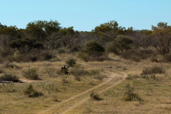 afrcian bushveld manzara