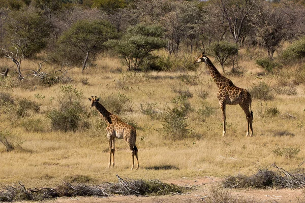 Girafe - Giraffa camelopardalis — Stock Photo, Image