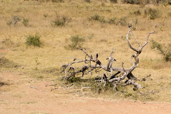 Мертвое дерево на бархатном фоне — стоковое фото