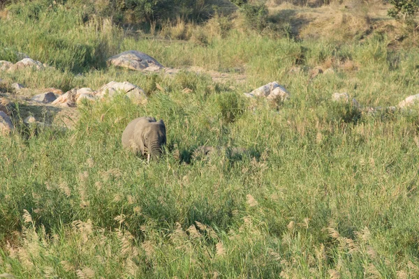 Africký slon - Loxodonta Africana — Stock fotografie