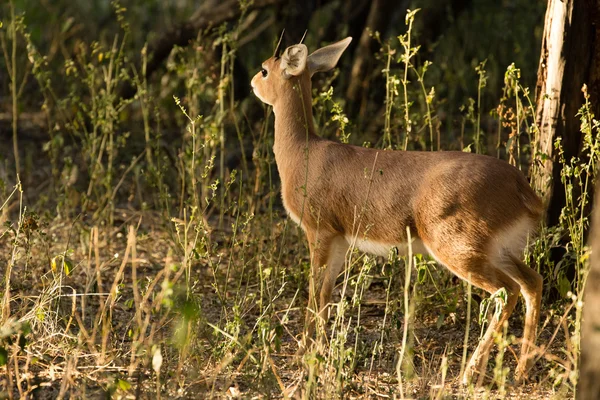 Steenbuck - Raphicerus campestris — Foto Stock