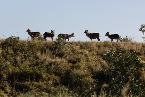 Herd of waterbuck - Kobus ellipsiprymnus — Stock Photo, Image