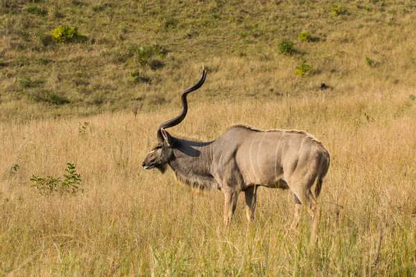 Greater Kudu - Tragelaphus strepsiceros — Stock Photo, Image