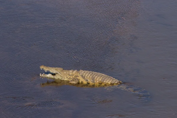 Κροκόδειλος του Νείλου - crocodylus niloticus — Φωτογραφία Αρχείου