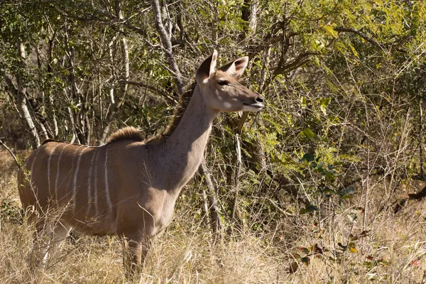 Greater Kudu cow - Tragelaphus strepsiceros — Stock Photo, Image