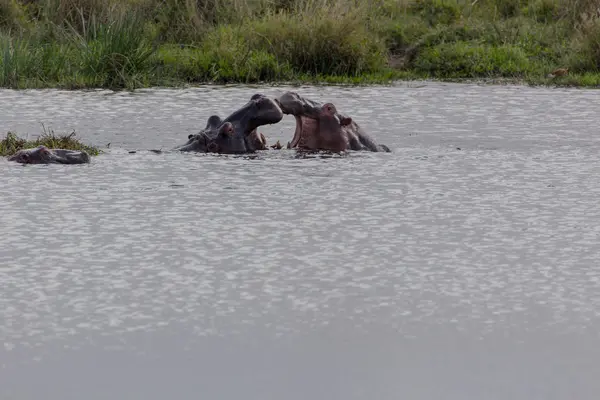 Hippopotamus - Hippopotamus amphibius — Stock Photo, Image