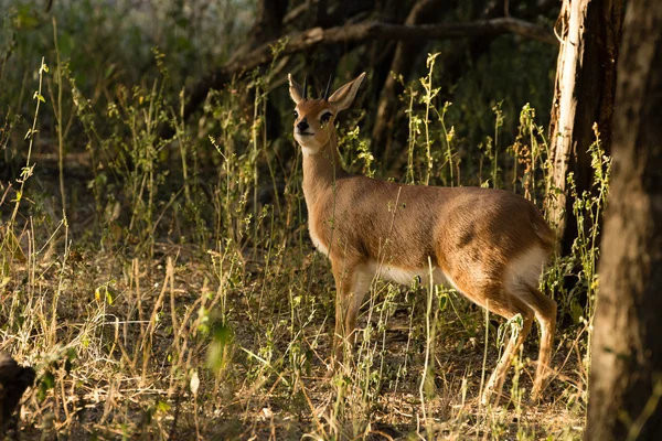 Steenbuck - Raphicerus campestris — Stock Photo, Image