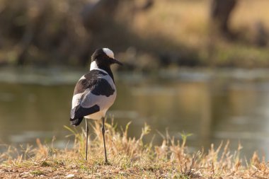 Demirci kız kuşu veya demirci yağmurcunu - vanellus armatus