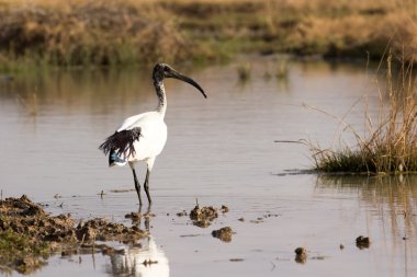 Afrika kutsal aynağı - threskiornis aethiopicus