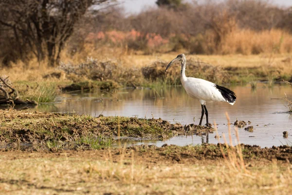 African Sacred Ibis - Threskiornis aethiopicus — Stock Photo, Image