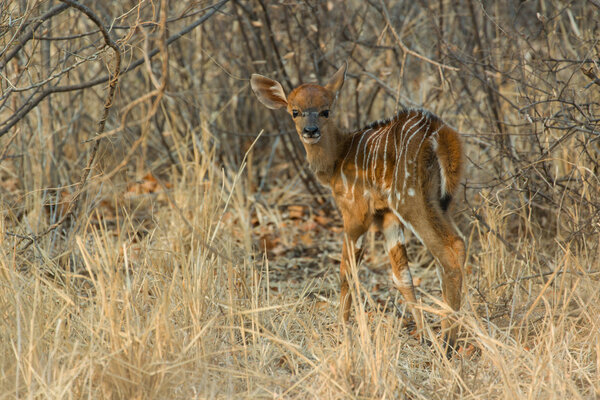 Новорожденный Ньяла - Trafaphus angasii
