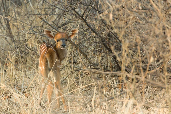 Novorozence nyala - tragelaphus angasii — Stock fotografie